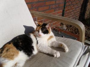 Eine tiefenentspannte Katze