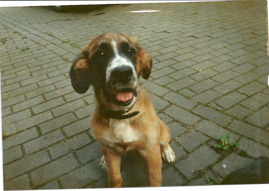 Da war sie gerade bei uns eingezogen. (nur ein eineingescanntes Bild, Digicam hatten wir damals noch nicht)