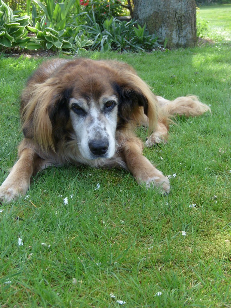 Auch wenn die Bildeigenschaften etwas anderes Sagen, das Bild wurde am 22.4.11 geschossen und ist eines der letzten Bilder von ihr.